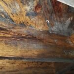 significant mold growth in crawlspace - Independent Restoration Services - Built On Service - Steps to mold removal - mold remediation - West Tennessee